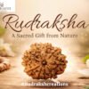 The Divine Power of Rudraksha – A Sacred Gift from Nature