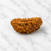 1 Mukhi Rudraksha