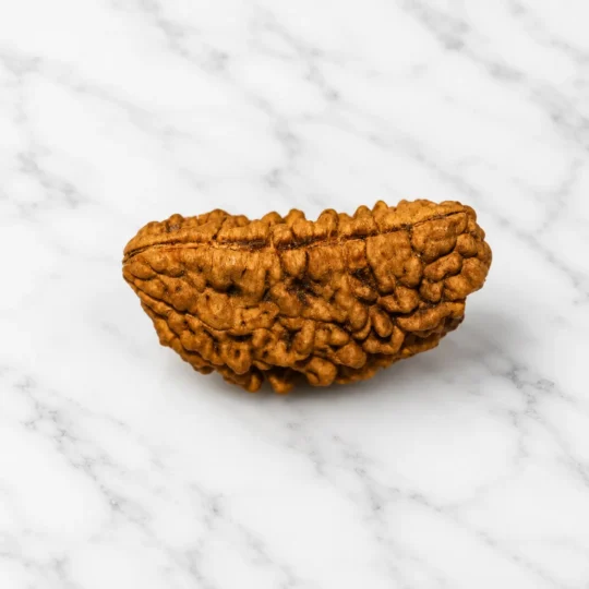 1 Mukhi Rudraksha