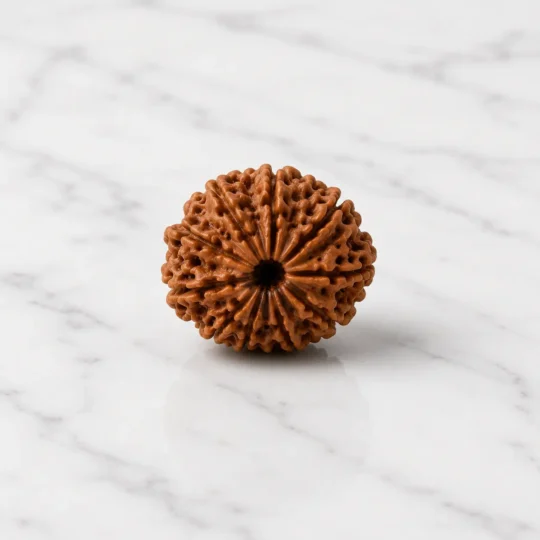 10 mukhi rudraksha