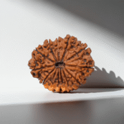 11 Mukhi Rudraksha (Nepali)
