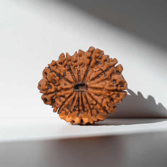 11 Mukhi Rudraksha (Nepali)