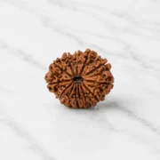 11 mukhi rudraksha
