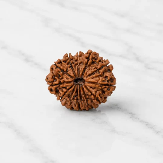 11 mukhi rudraksha