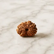 12 mukhi rudraksha