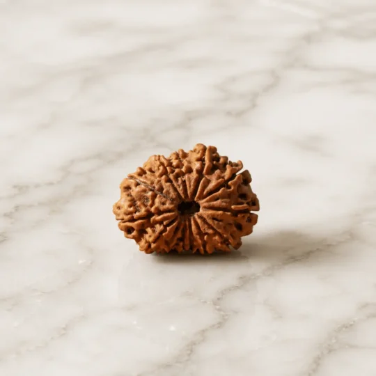 12 mukhi rudraksha
