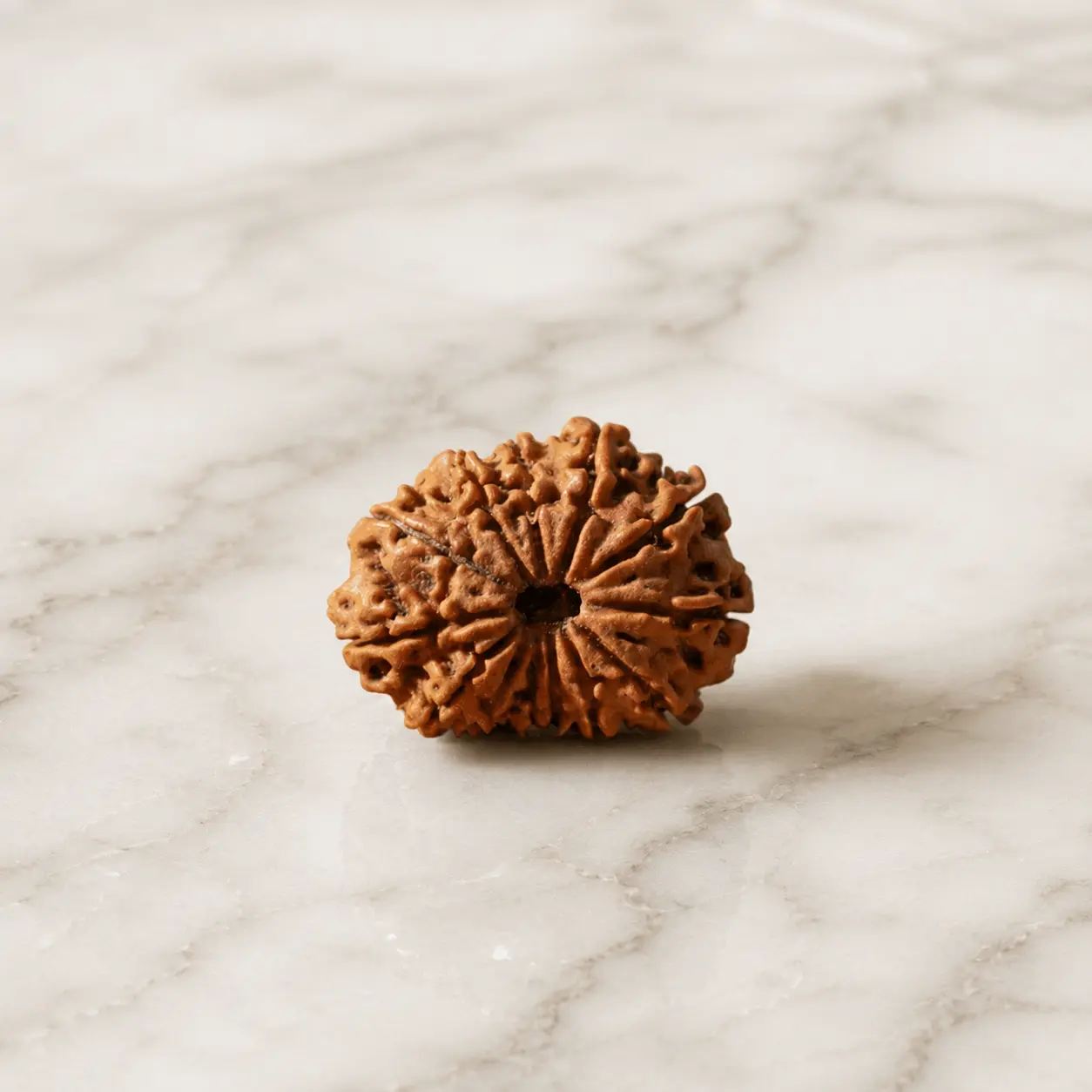 12 mukhi rudraksha