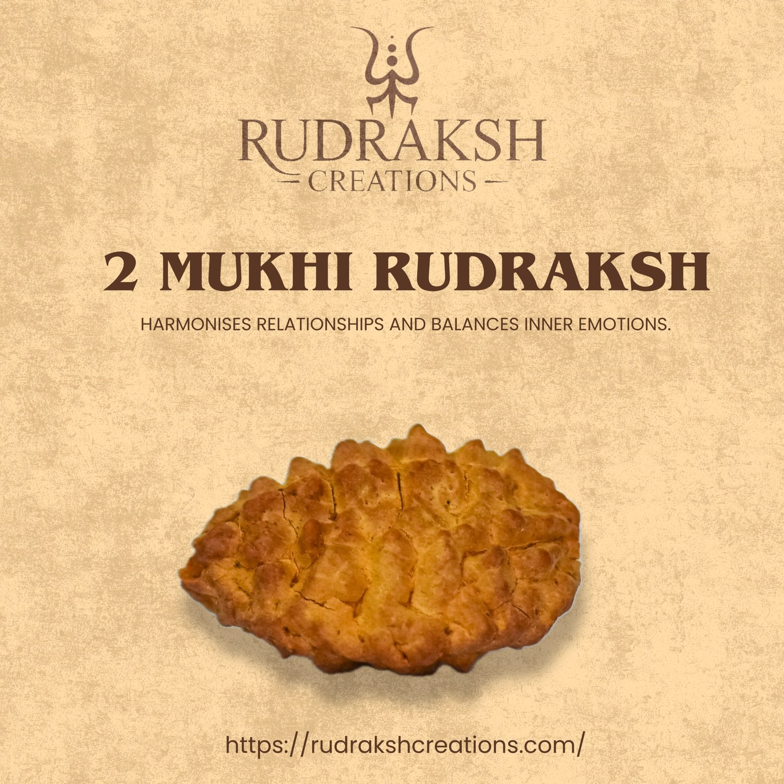 2 Mukhi Rudraksha (Nepali) - Image 4