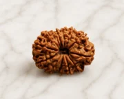 13 mukhi rudraksha