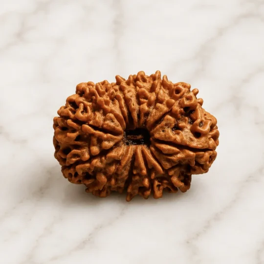13 mukhi rudraksha