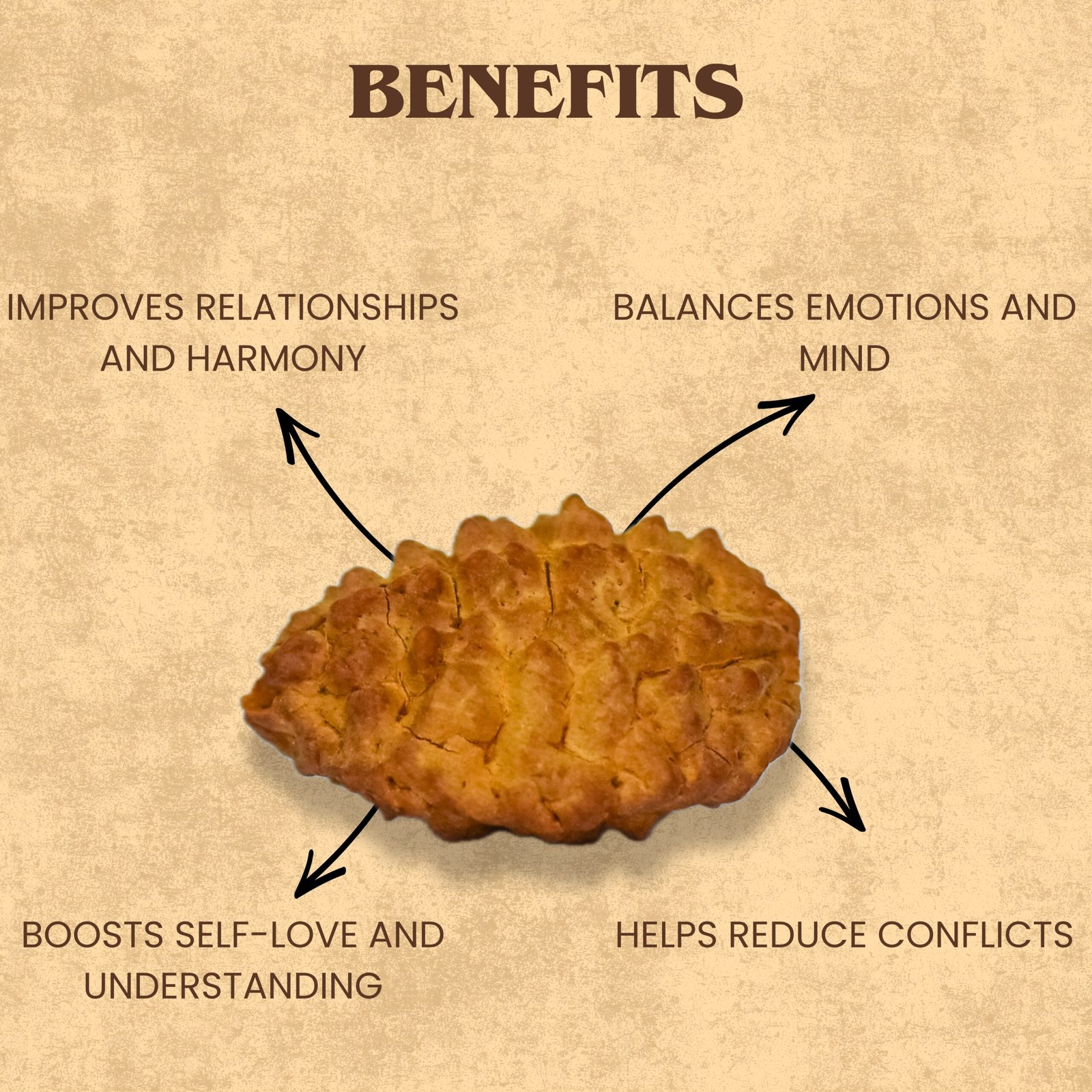 2 Mukhi Rudraksha (Nepali) - Image 5