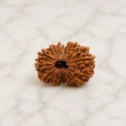 14 mukhi rudraksha