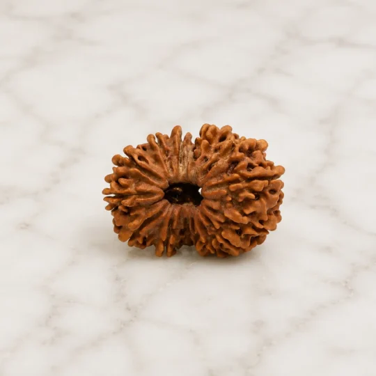14 mukhi rudraksha