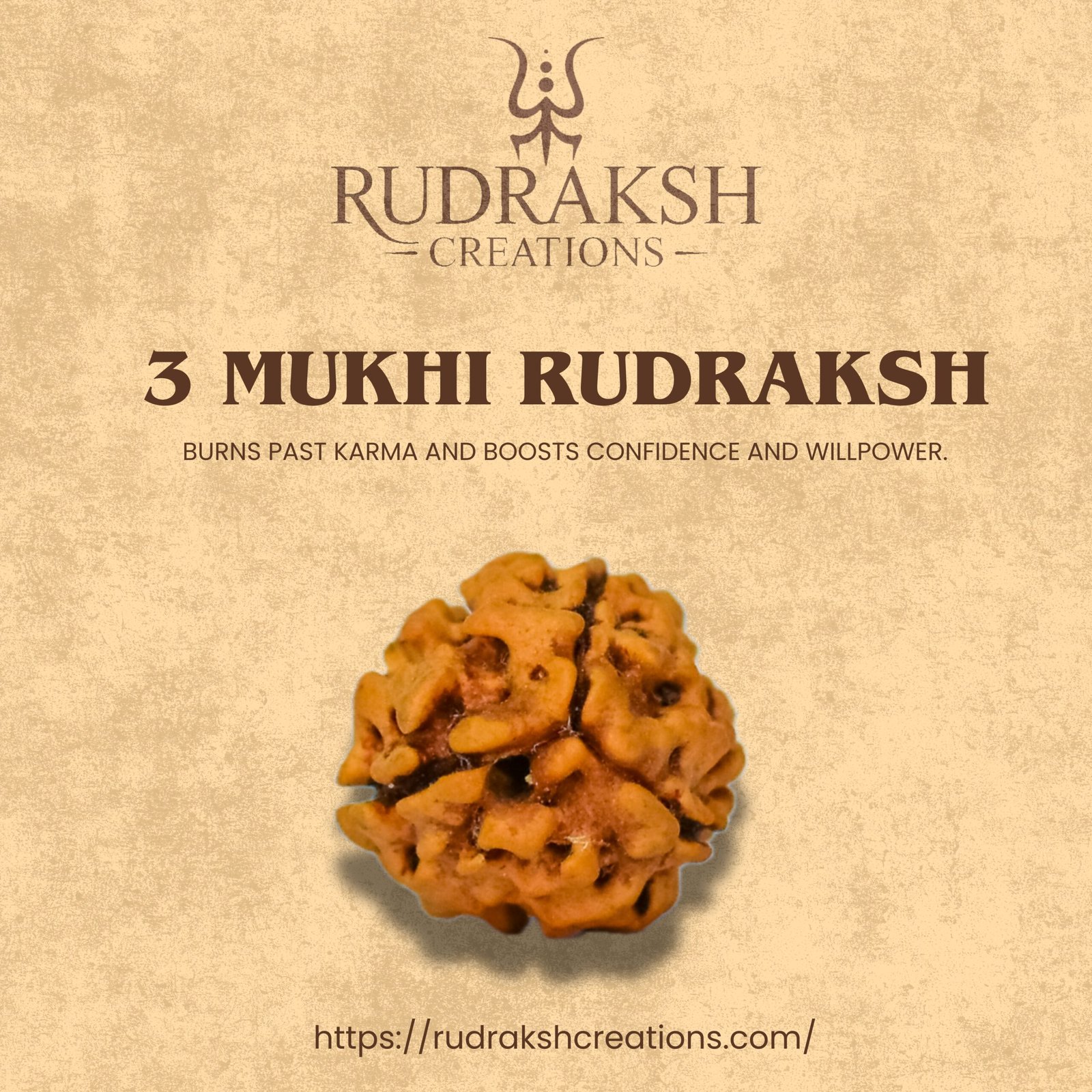 3 Mukhi Rudraksha (Nepali) - Image 5
