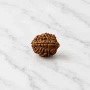 2 Mukhi Rudraksha