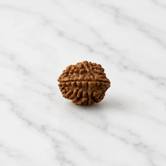 2 Mukhi Rudraksha