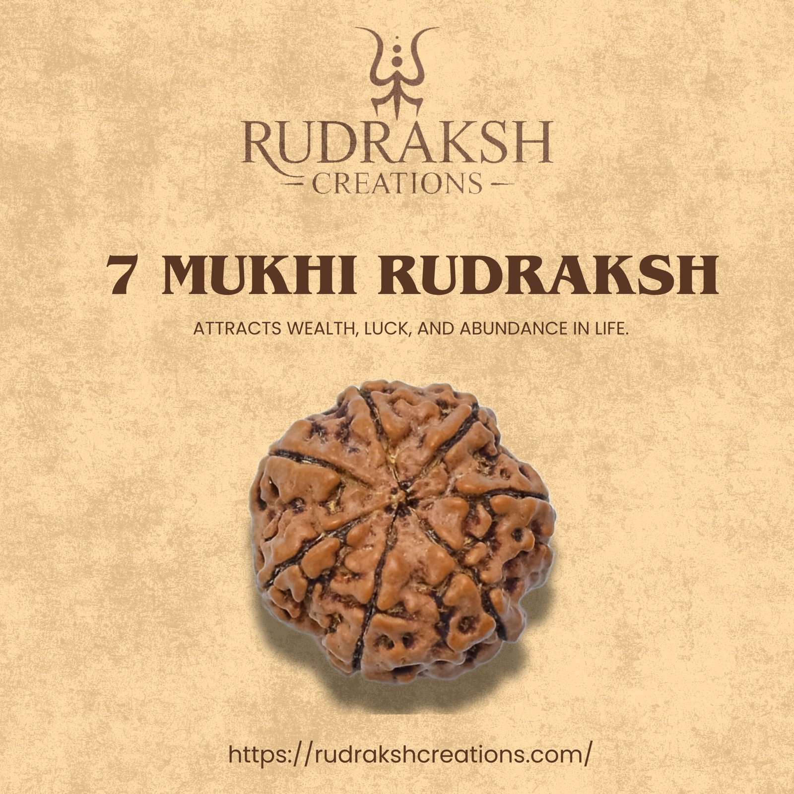 7 Mukhi Rudraksha (Nepali) - Image 4