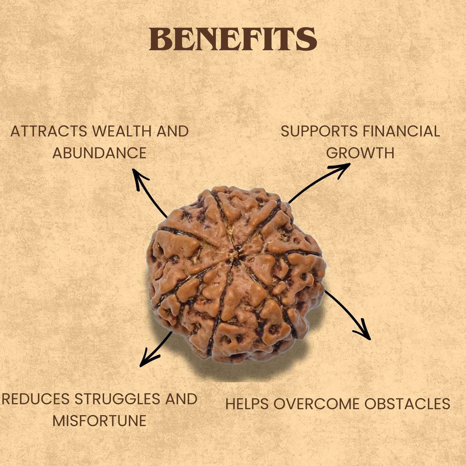 7 Mukhi Rudraksha (Nepali) - Image 5