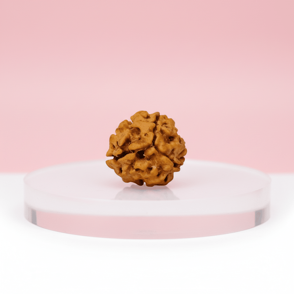 3 Mukhi Rudraksha (Nepali) - Image 3