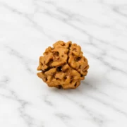 3 Mukhi Rudraksha