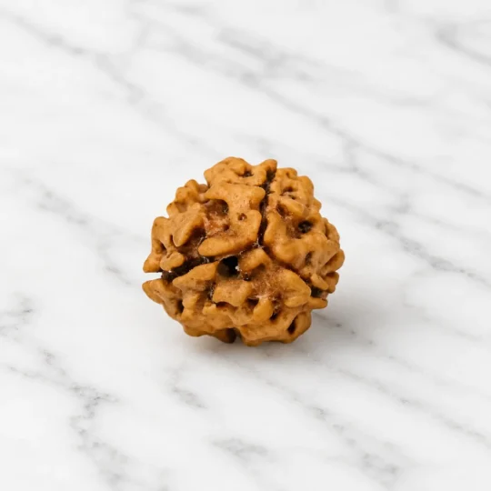 3 Mukhi Rudraksha