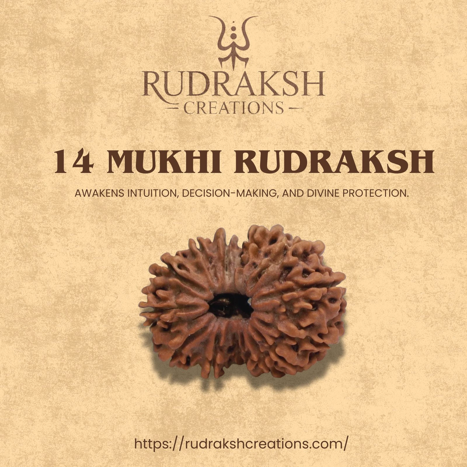 14 Mukhi Rudraksha (Nepali) - Image 3
