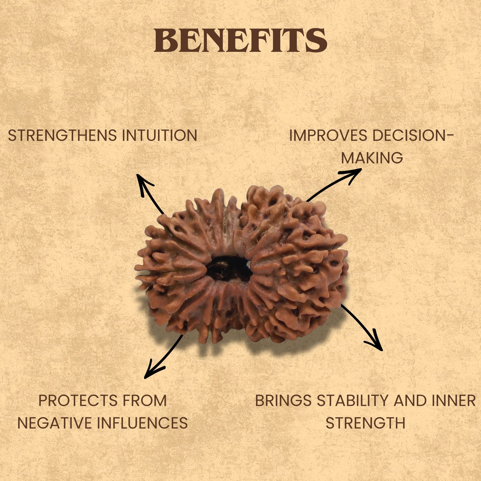 14 Mukhi Rudraksha (Nepali) - Image 4