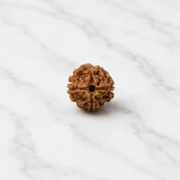 4 Mukhi Rudraksha