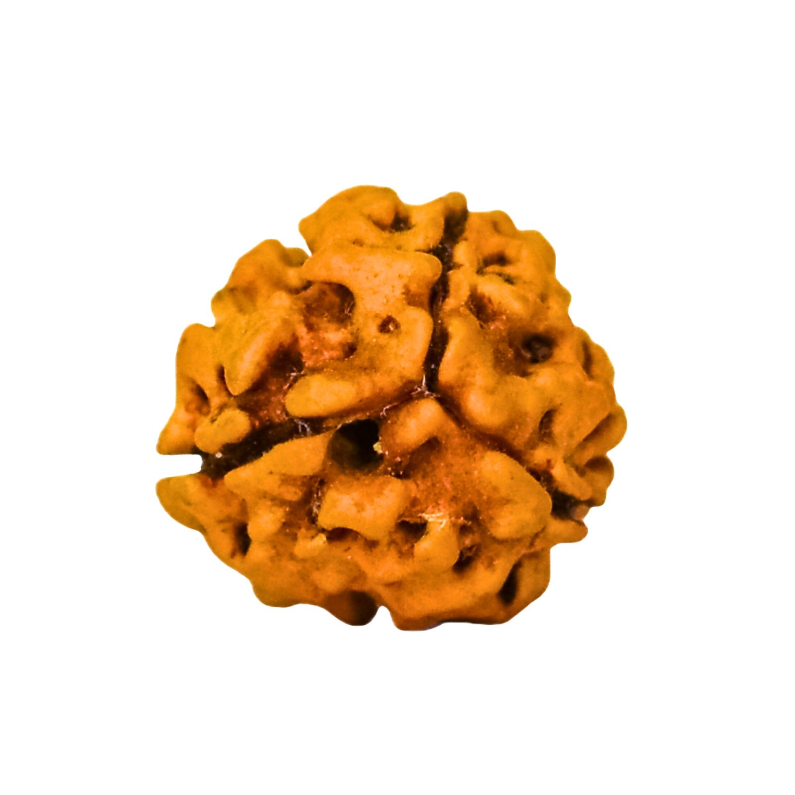 3 Mukhi Rudraksha (Nepali) - Image 8