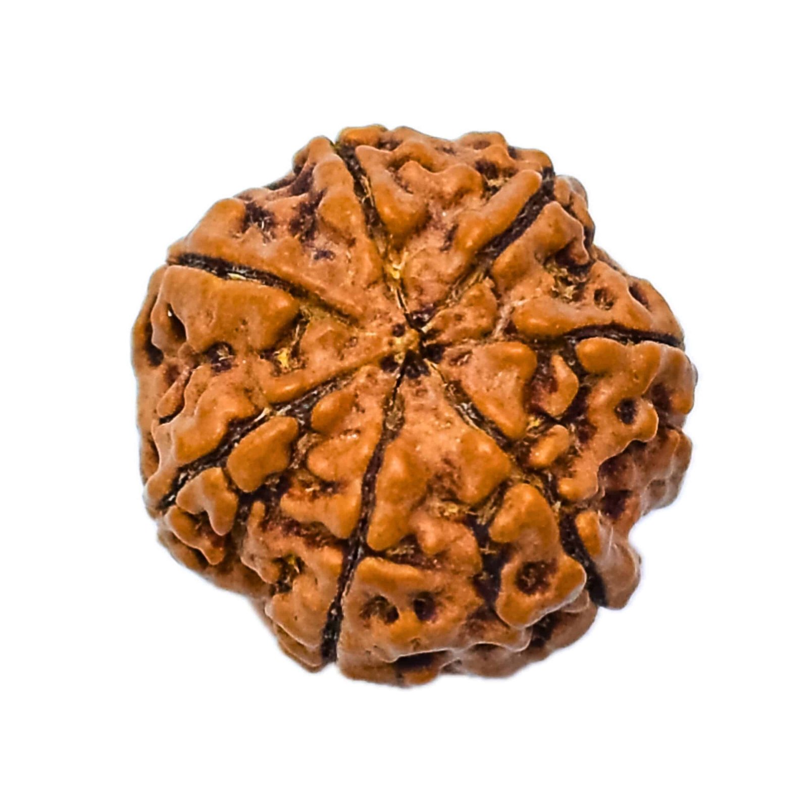 7 Mukhi Rudraksha (Nepali) - Image 7