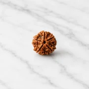 5 Mukhi Rudraksha