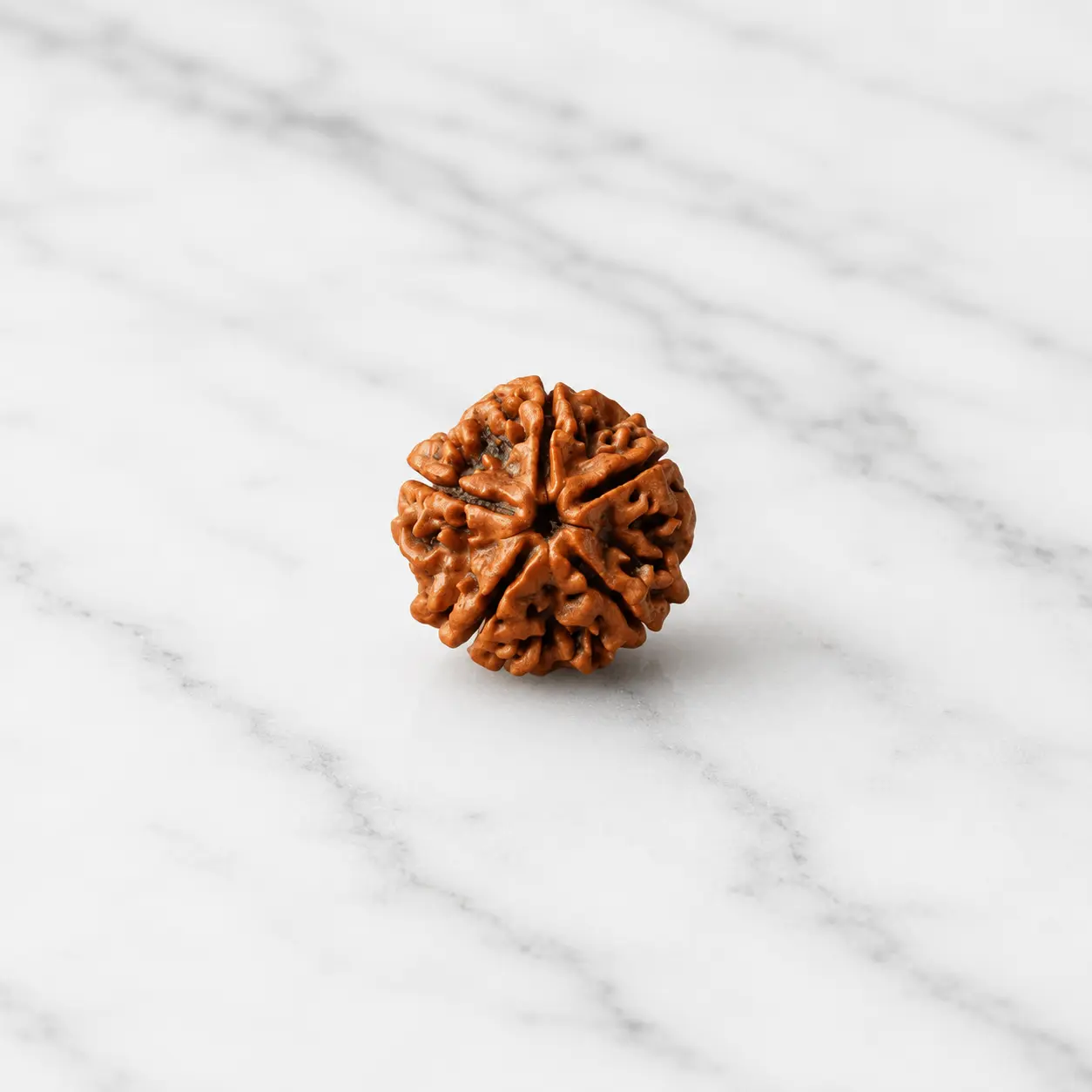 5 Mukhi Rudraksha