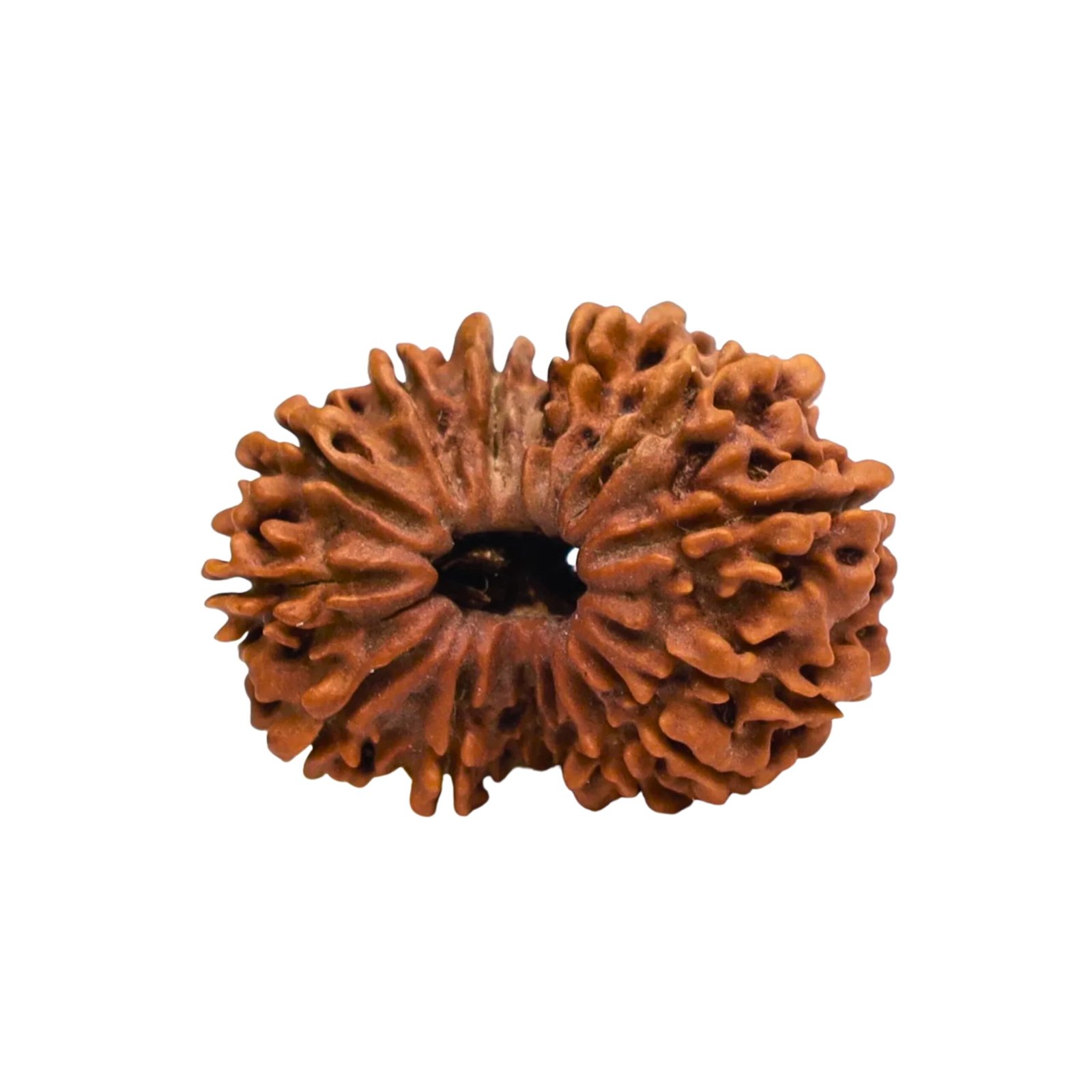 14 Mukhi Rudraksha (Nepali) - Image 2