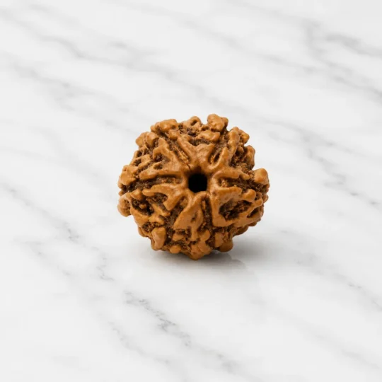 6 Mukhi Rudraksha