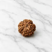 7 Mukhi Rudraksha
