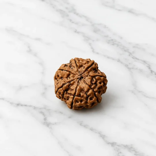 7 Mukhi Rudraksha