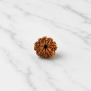 8 Mukhi Rudraksha