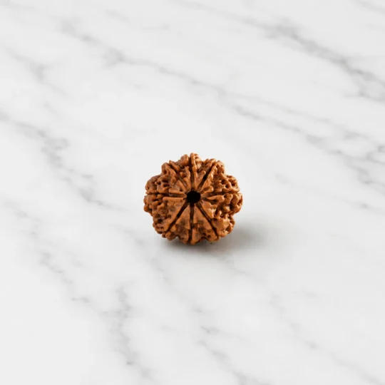 8 Mukhi Rudraksha