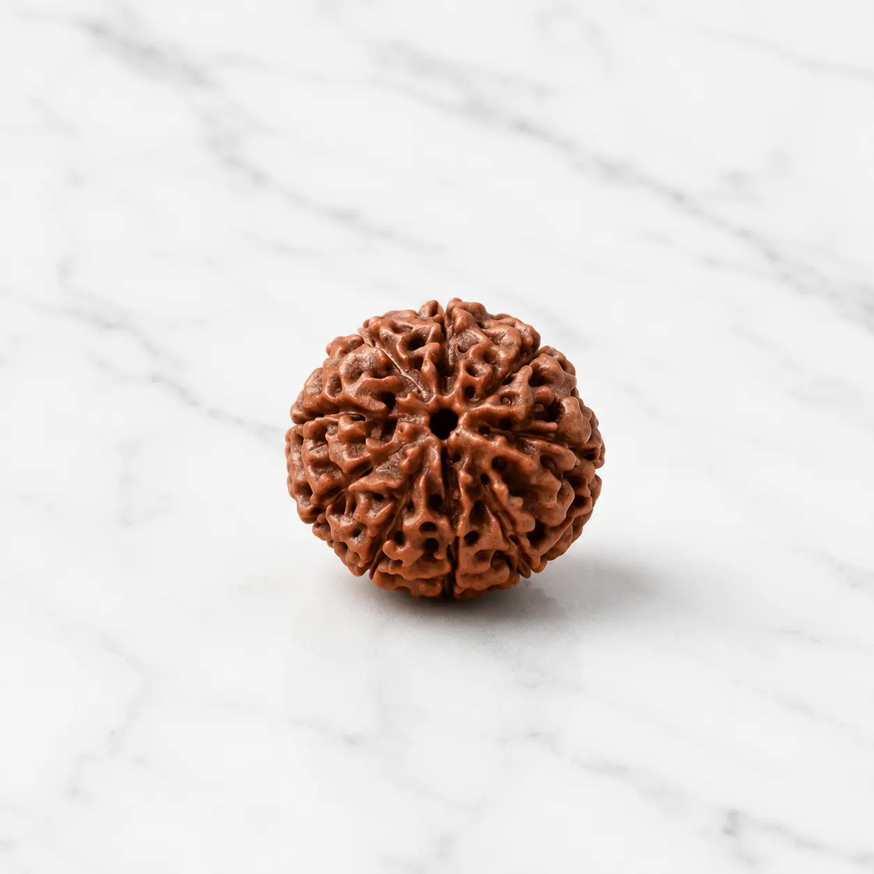 9 Mukhi Rudraksha (Nepali)