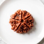 5 Mukhi Rudraksha (Nepali)