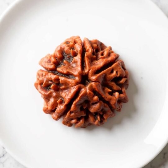 5 Mukhi Rudraksha (Nepali)