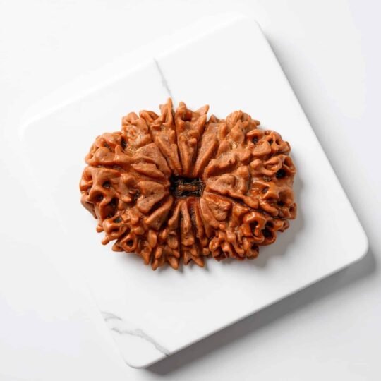 13 Mukhi Rudraksha (Nepali)