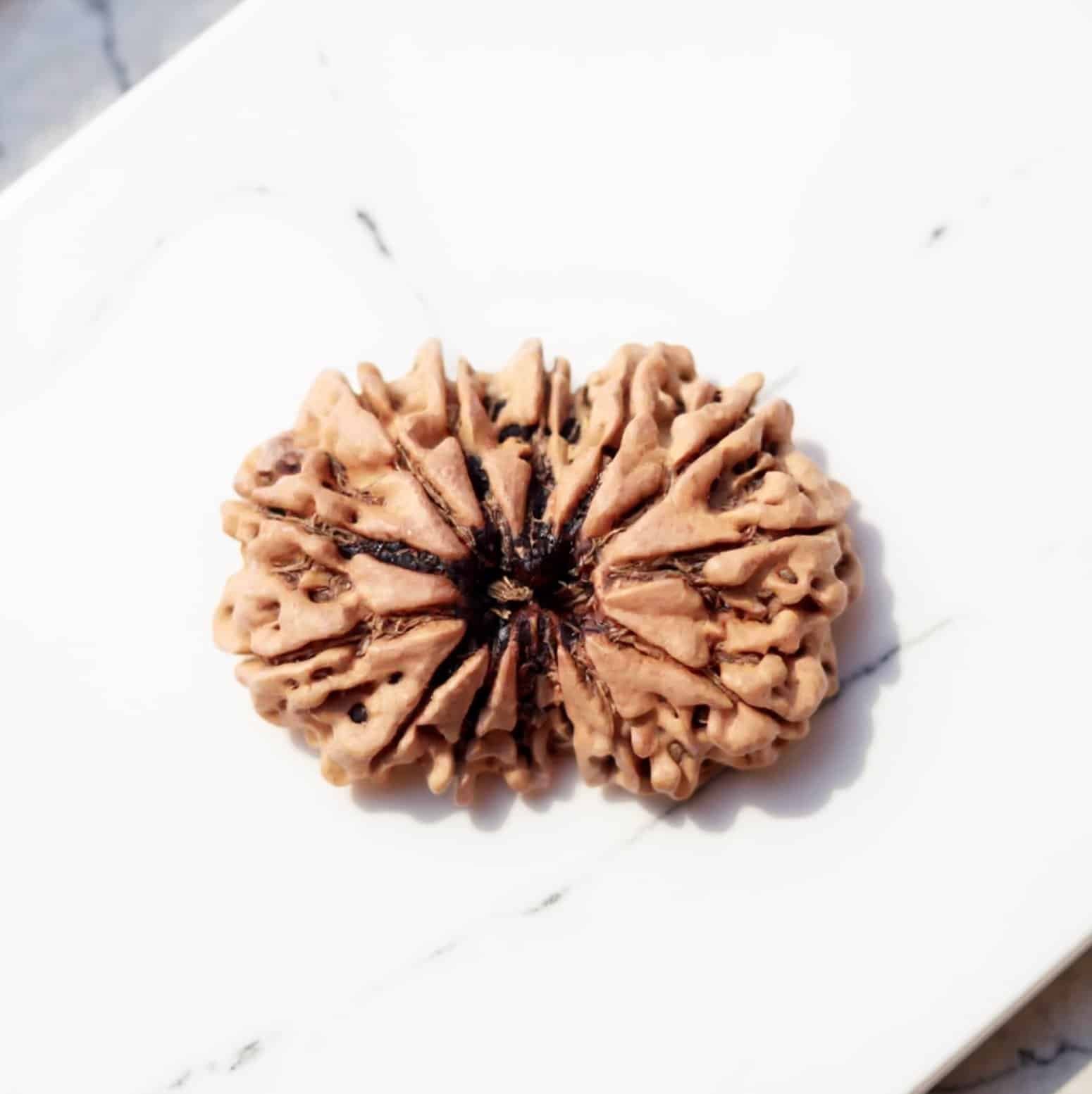 14 Mukhi Rudraksha (Nepali)