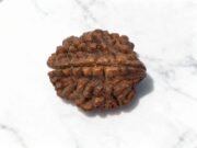 2 Mukhi Rudraksha (Nepali)