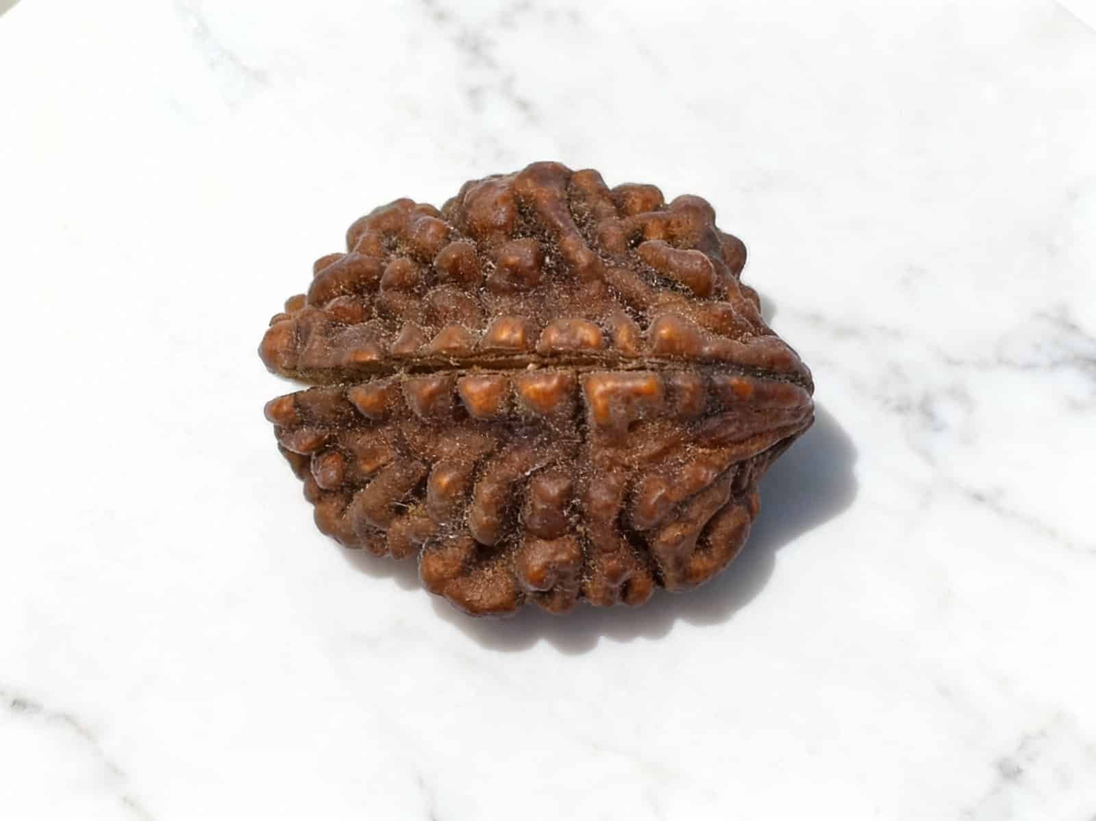 2 Mukhi Rudraksha (Nepali)