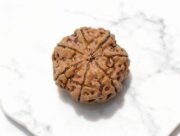7 Mukhi Rudraksha (Nepali)