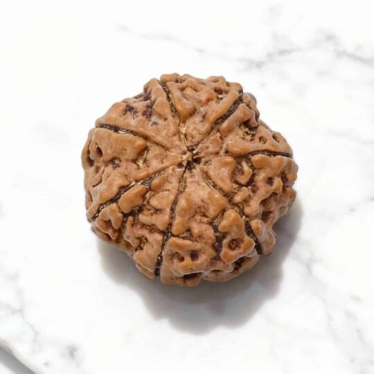 7 Mukhi Rudraksha (Nepali)