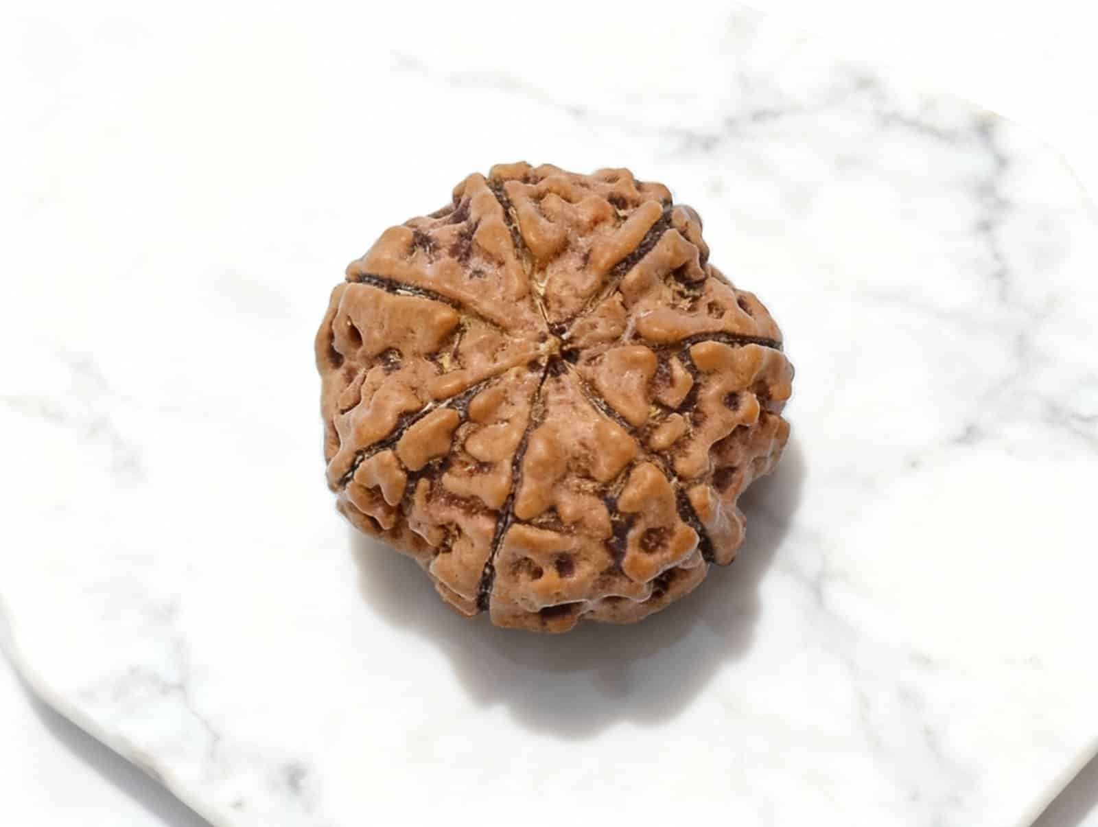 7 Mukhi Rudraksha (Nepali)