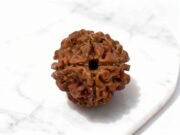 4 Mukhi Rudraksha (Nepali)