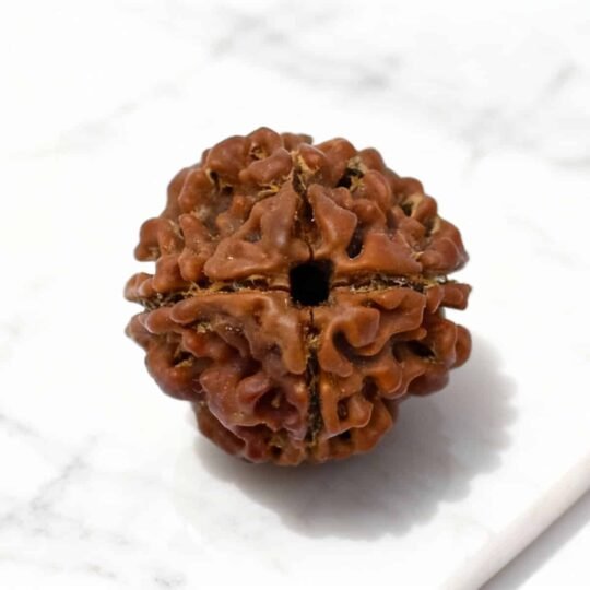 4 Mukhi Rudraksha (Nepali)